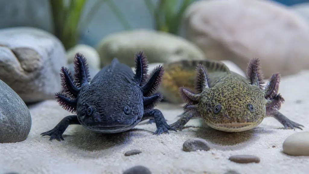 Editorial aquarium photograph of a dark gray melanoid axolotl beside a mottled olive-brown wild axolotl under neutral white lighting, showing natural skin tones and subtle slate reflections, no text or logo