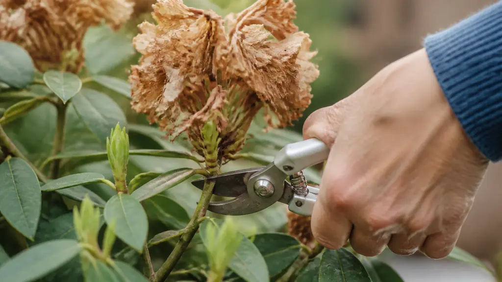 Close-up editorial photograph of clean pruning shears removing a faded rhododendron flower cluster just above tender green shoots and visible young buds, natural garden light, no text, no logo