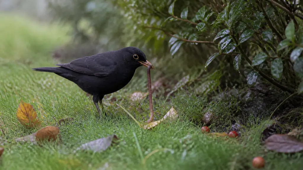 Editorial wildlife photograph of a male blackbird pulling an earthworm from a damp lawn beside a hedge, with fallen red berries and scattered dead leaves nearby, natural winter morning light, no text, no logo