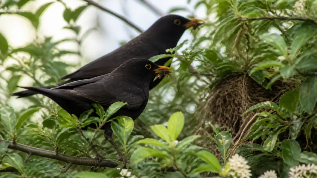 Editorial wildlife photograph of two adult blackbirds carrying small insects toward a concealed nest in a dense garden hedge, with twigs and dry grass visible, natural spring light, no text, no logo