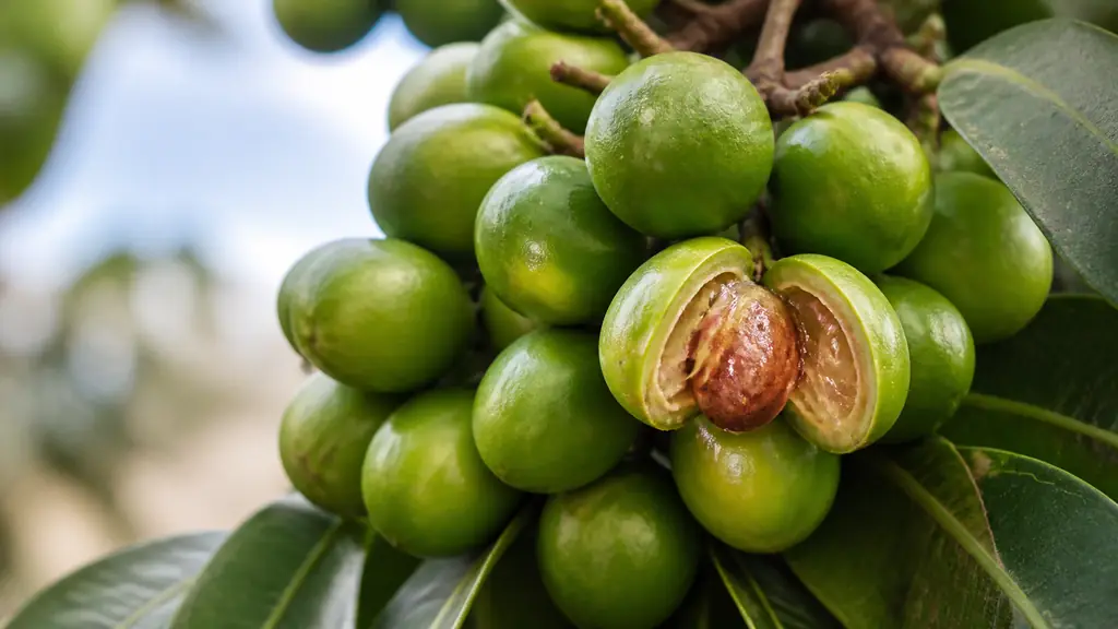 Editorial close-up of glossy green quenettes growing in dense clusters on a leafy quenettier branch, with one opened fruit revealing translucent salmon-orange gelatinous flesh around a large stone, natural tropical daylight, no text, no logo
