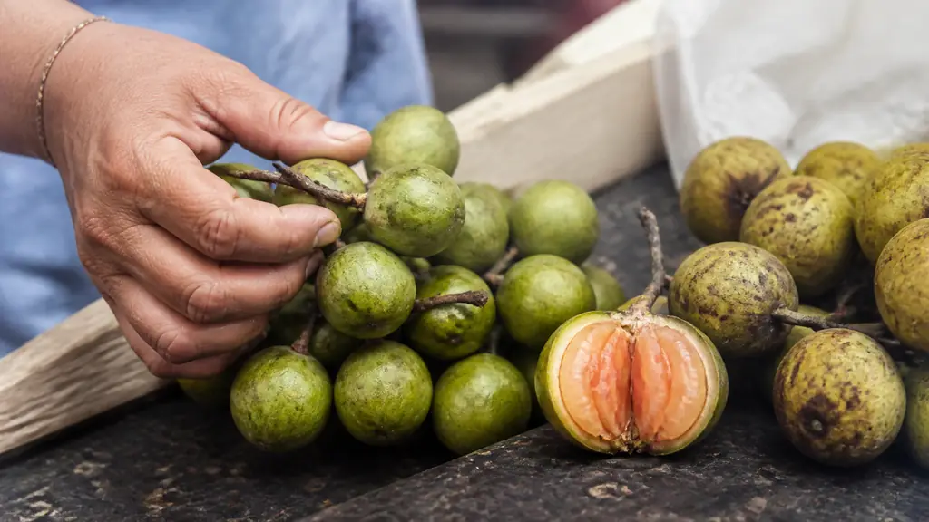 Editorial market close-up of a hand checking a firm glossy green quenette cluster beside one opened fruit showing moist salmon-orange gelatinous flesh, a few dark-spotted fruits set aside, natural daylight, no text, no logo