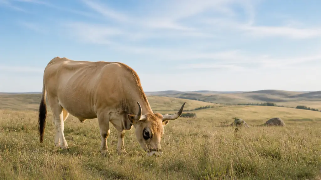 Aubrac cow with a wheat-colored coat, black-rimmed eyes and upward-curving horns grazing on a high Massif Central pasture