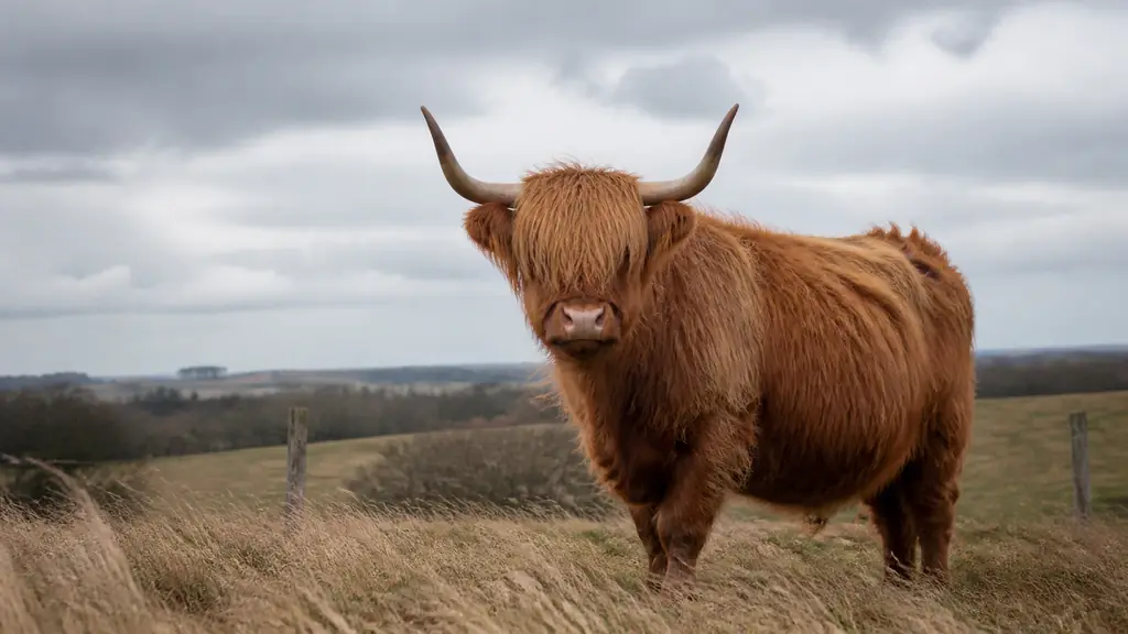 Highland cow with a long reddish shaggy coat, thick fringe over its eyes and wide upward-curving horns standing in a windswept French pasture