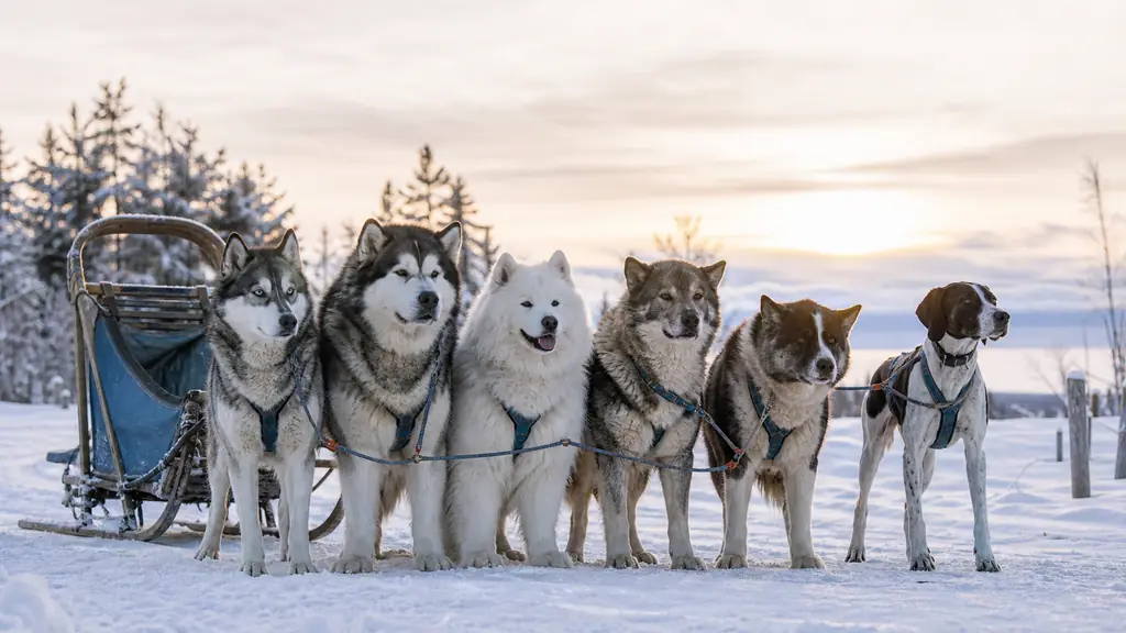 Race de chien de traineau : 6 profils à connaître avant de choisir